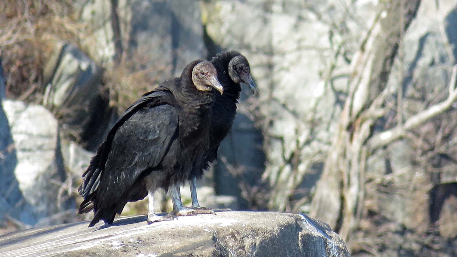 Black Vultures — Susan Kirby